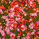 Illustration for article titled 76 Stunning Photos Of Fall Leaves